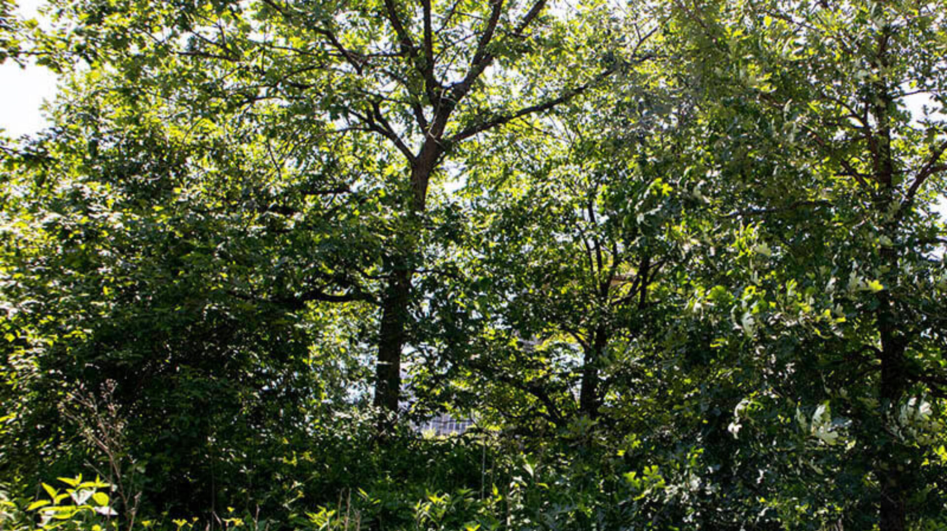 Bur oak 1